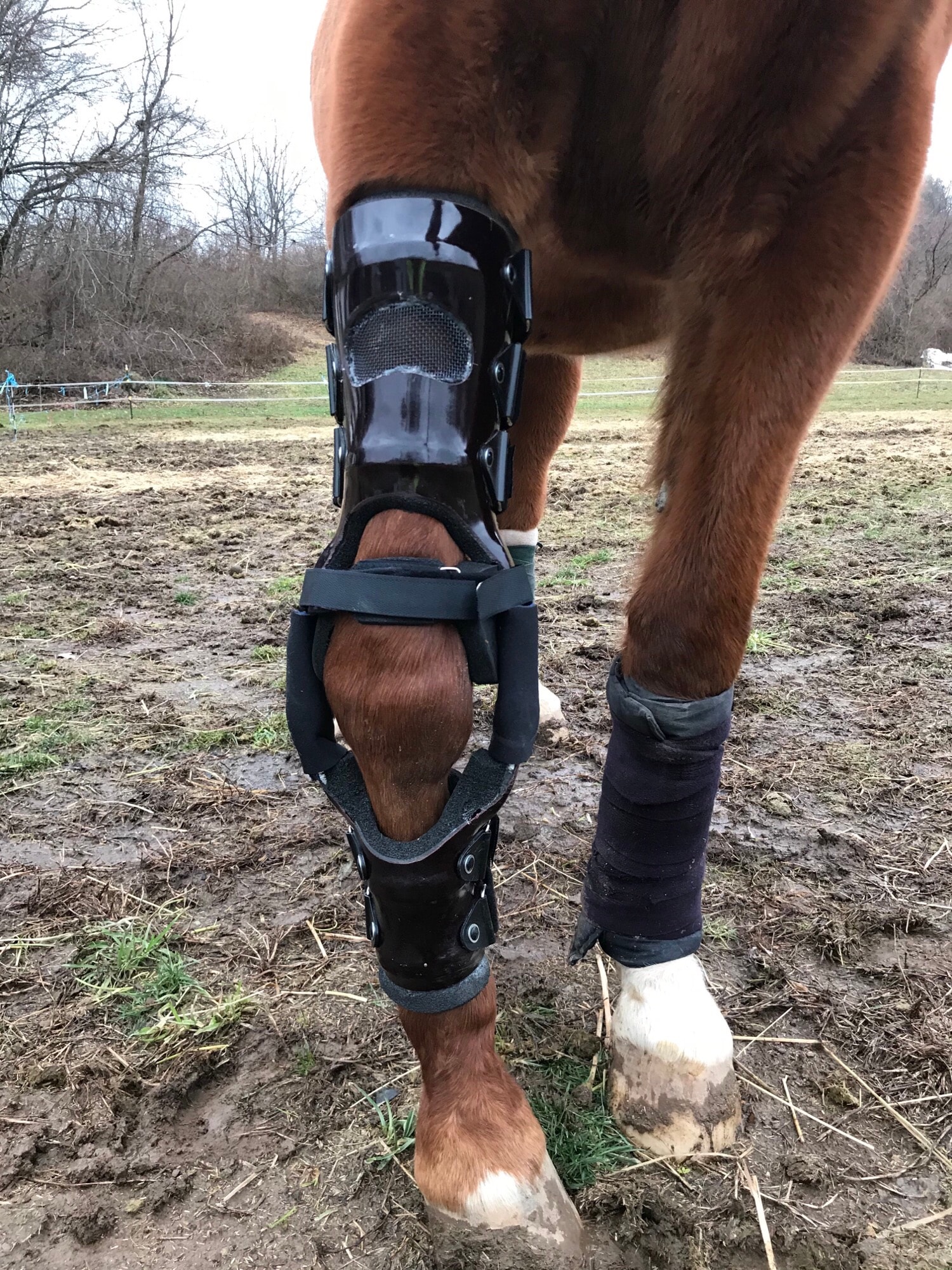 Horse wearing protective leg braces