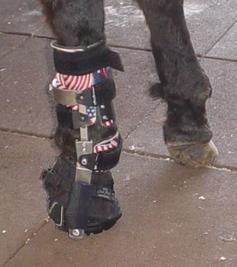 Person applying a custom brace to a horse leg