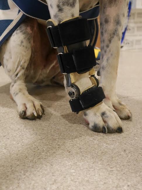 Happy dog recovering with veterinary care