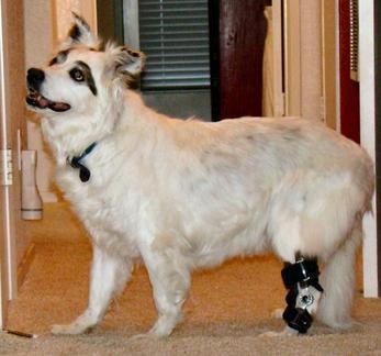 Custom canine hock brace on dog